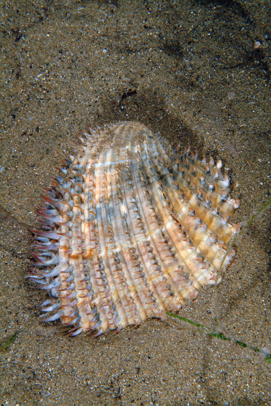 Acanthocardia aculeata